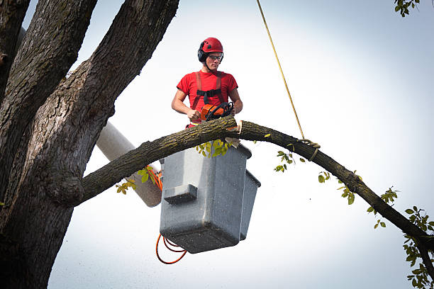 Tree Root Removal in Mayfield Heights, OH